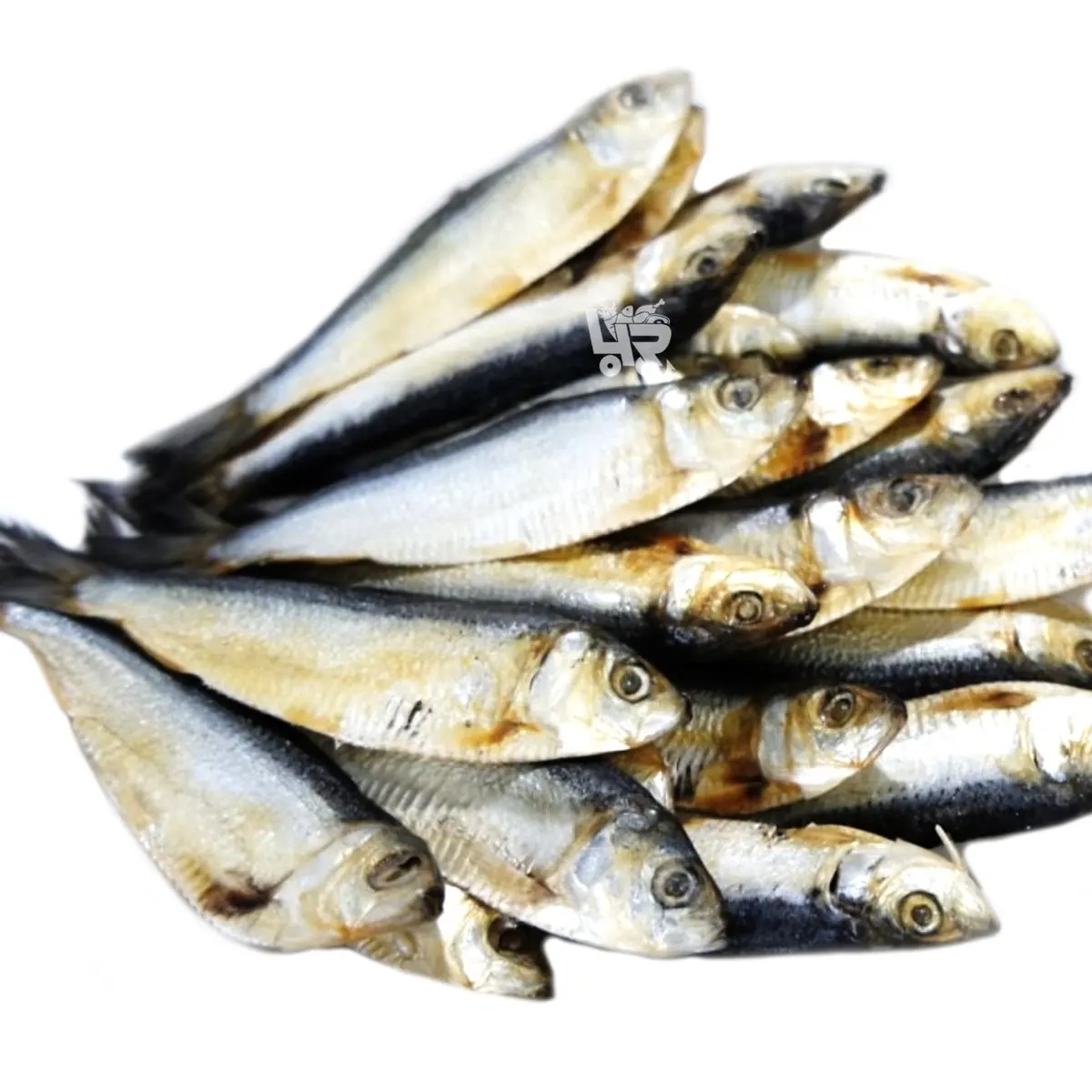 DRIED/FROZEN HERRING FISH IN VIETNAM WITH HIGH QUALITY || Ms. Esther (WhatsApp: +84 963590549)