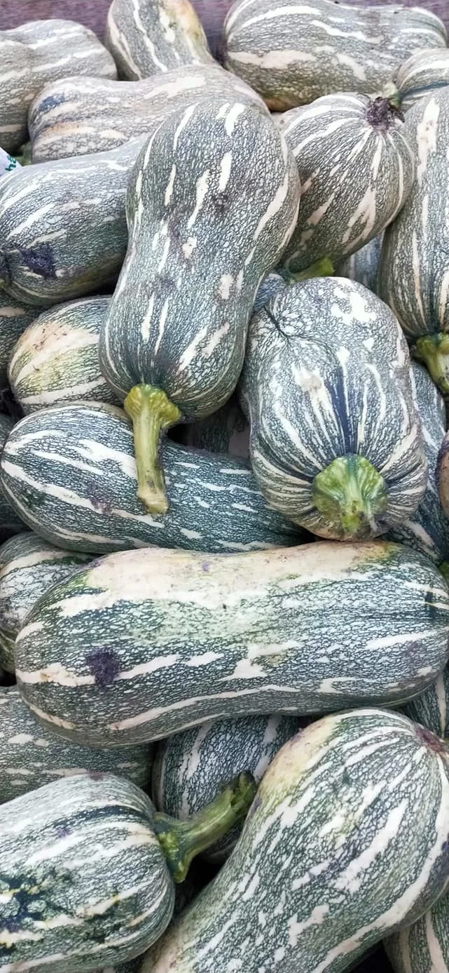 
FRESH RED PUMPKINS YOUNG PUMPKINS BABY PUMPKINS 