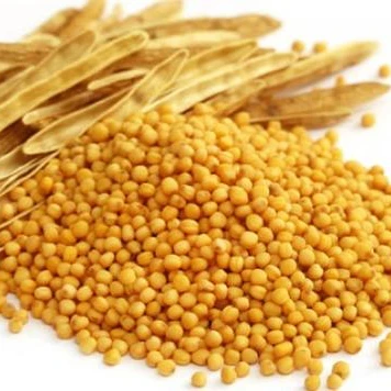 
Yellow Mustards seed 