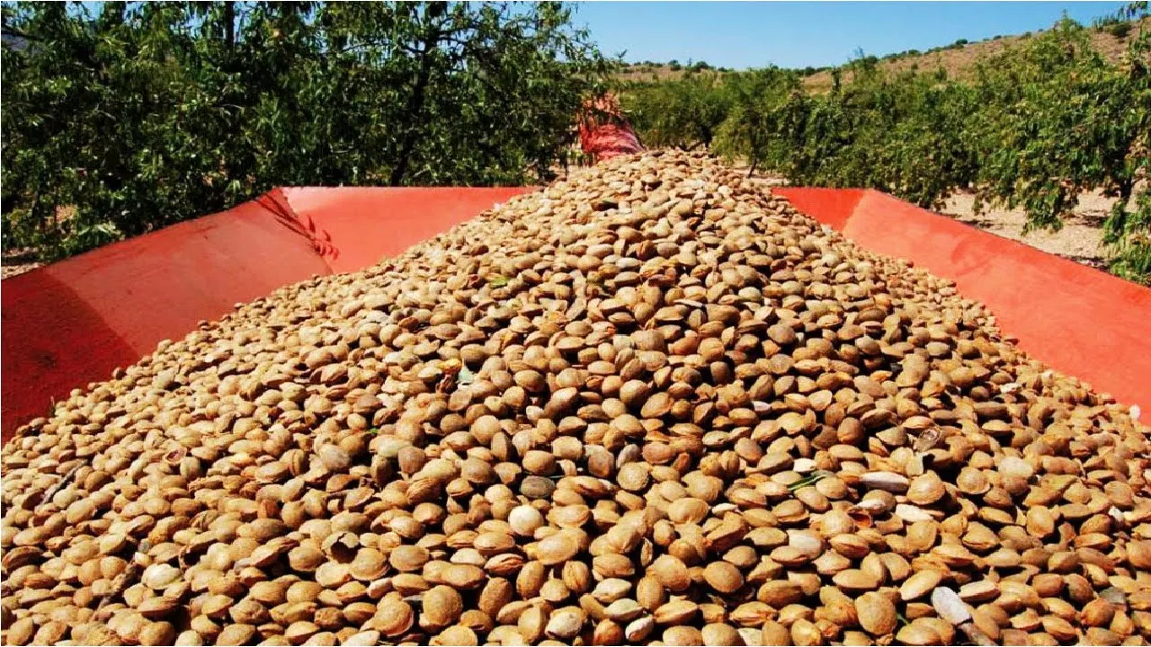 Пакистанский миндаль Премиум-Качества без скорлупы