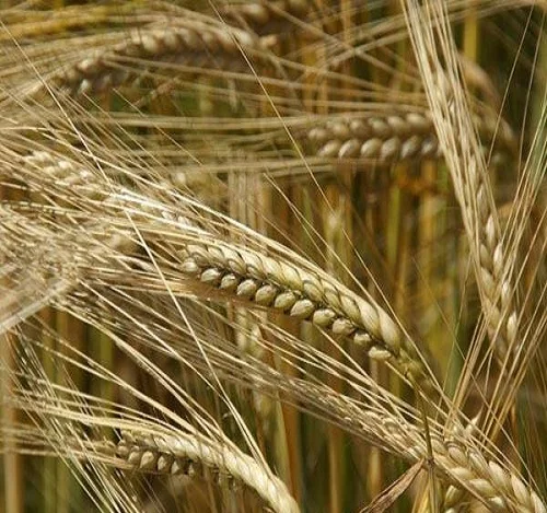 Ячмень для солода Ячменного Зерна