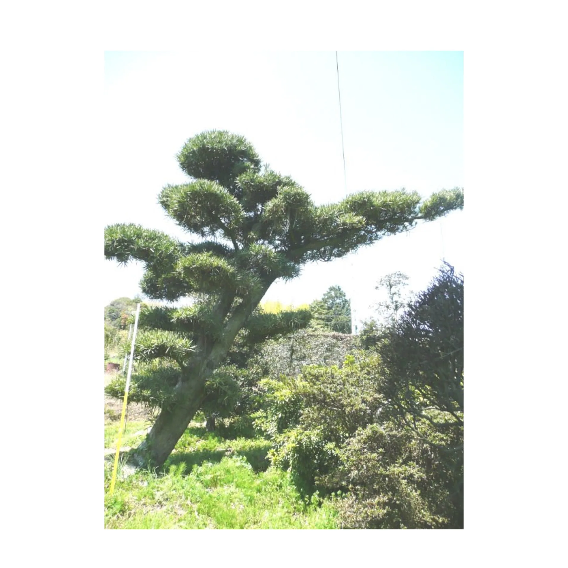 Podocarpus Macrophyllus Bonsai Plants