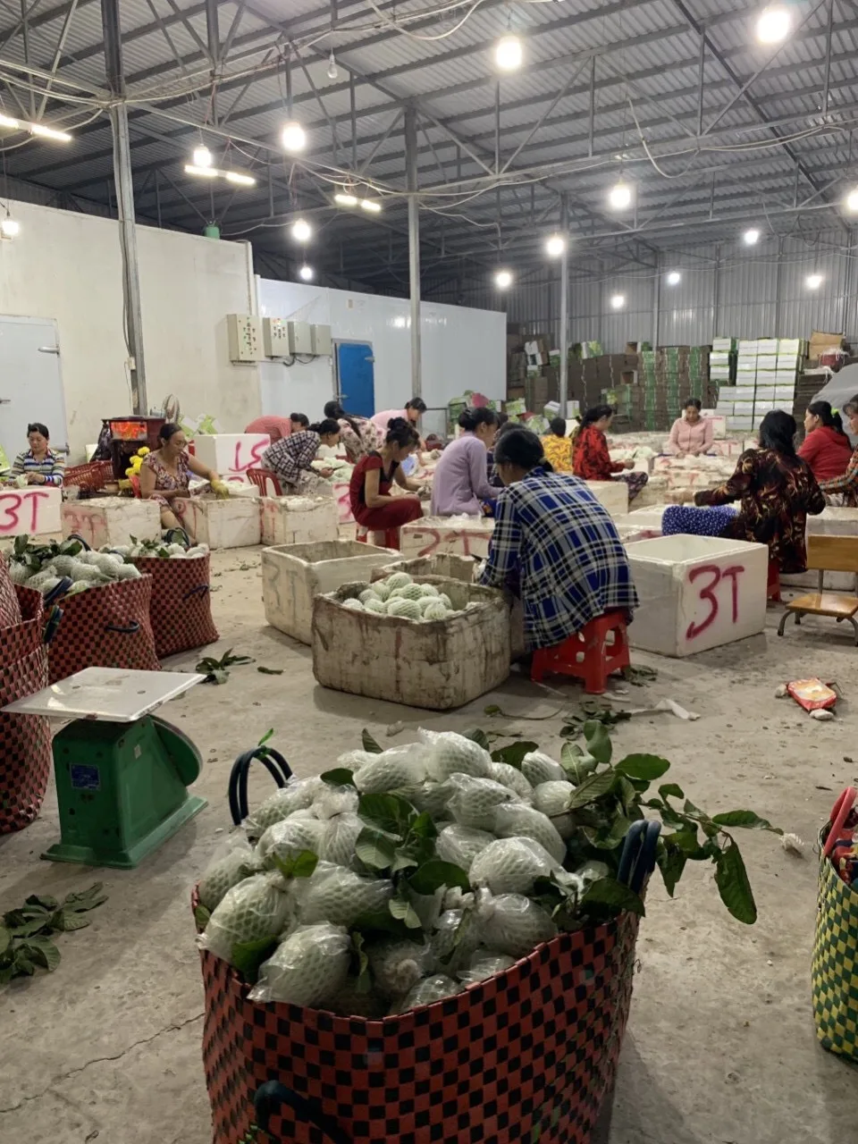 
HOT 2020 wholesale fresh guava Vietnam for sales 