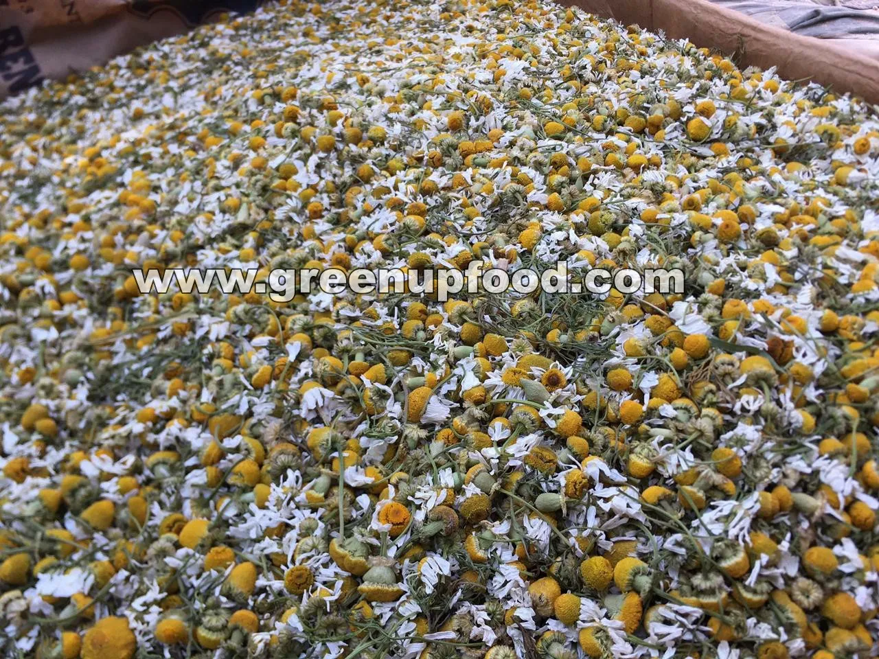 Ромашка, Цельные цветы, высокое качество, без стебля, без порошка, подходит для чая, и мы контролируем размер цветка, свежий урожай manzanilla