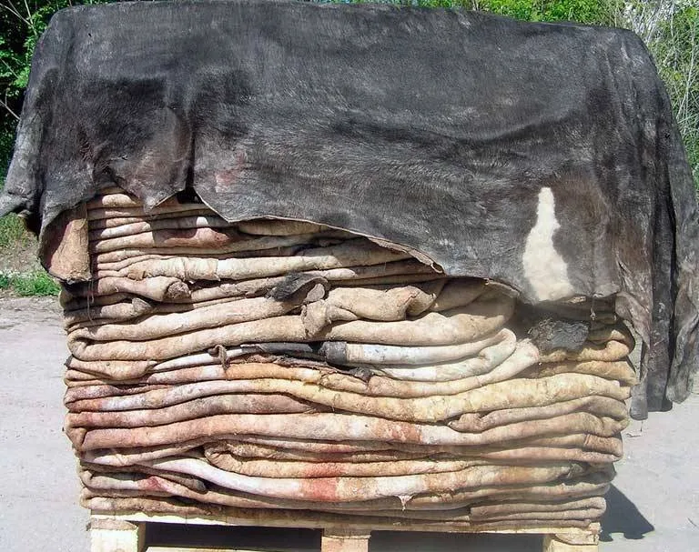  Bulk Salted Cow Head Skin /Available Wet Donkey Hides Top Grade in