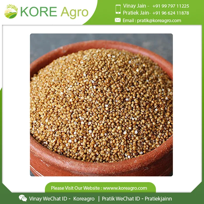  Прочные качественные чистые органические семена проса для корма животных производитель и поставщик из Индии покупайте по низкой цене