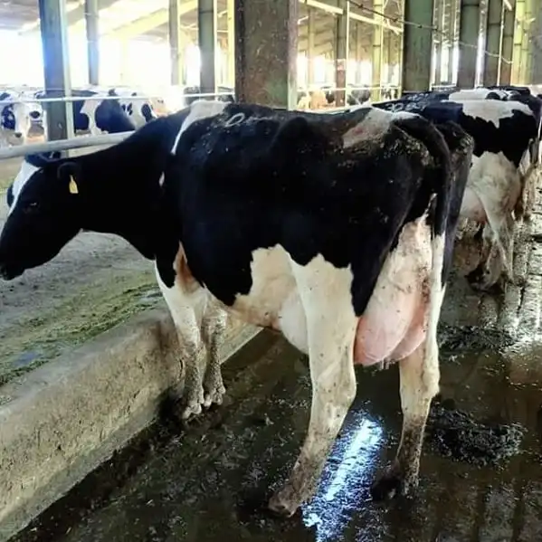 Чистый белый корм для беременных гигантский надувной Holstein скот и свежие яйца