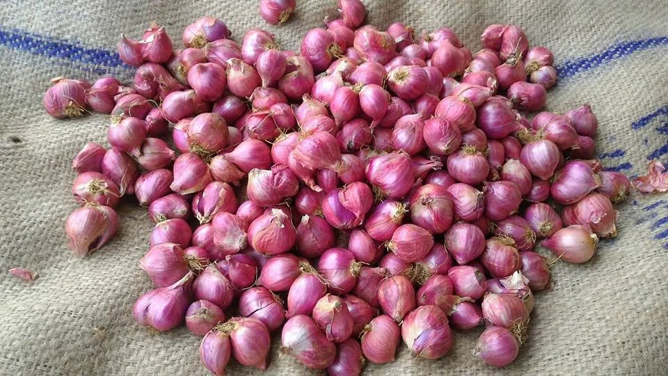 Indian Exports for onion from Arputham exports Podisu onion