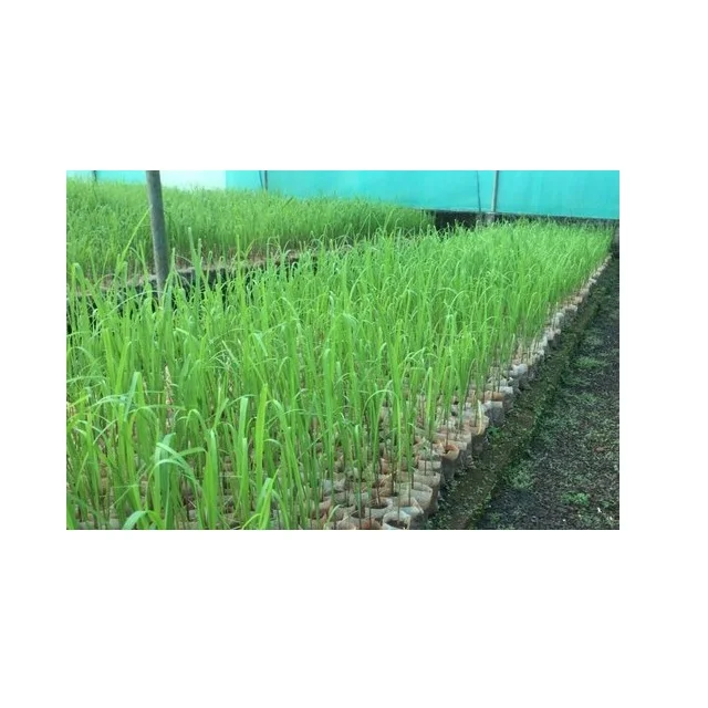 Low Maintanence Tissue Culture Date Seedlings
