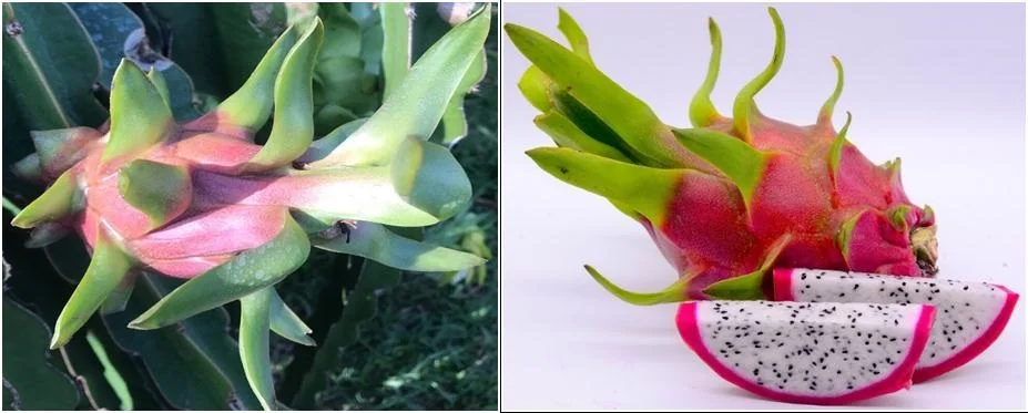 HIGH QUALITY | BEST PRICE | WHOLESALE | VIETNAMESE EXPORTING PRODUCT | NAVALO - MANUFACTURER | FRESH DRAGON FRUIT