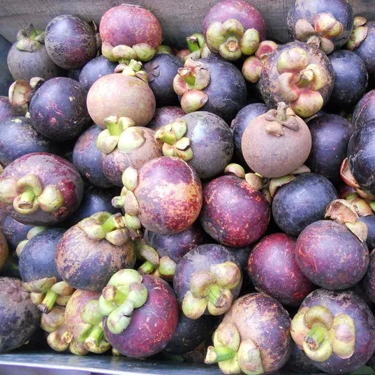 Fresh Fruit Perfect Quality - Mangosteen Fruit Safety Standards - VI HUYNH +84 911 695 402