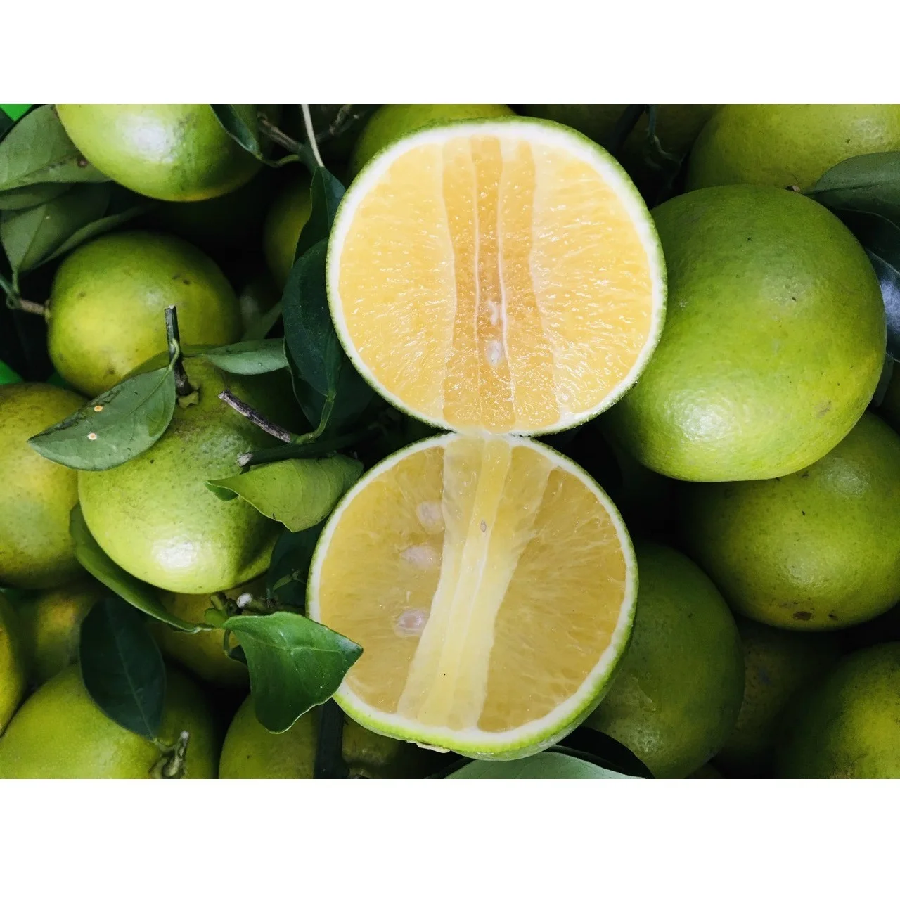 100% Pure Natural Fresh Citrus Orange Green Ripe Organic Big Round ball King Mandarins Fruit supplied by Vietnam manufacturer