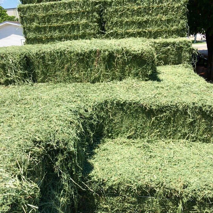 UKRAINE  Alfalfa Hay for Animal Feeding Stuff Alfalfa / Alfalfa Hay FOR SALE