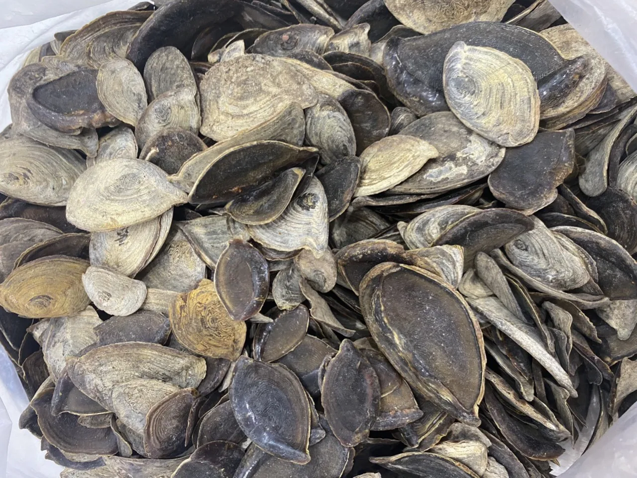 Openculum Seashell Вьетнам для изготовления парфюма высокого качества