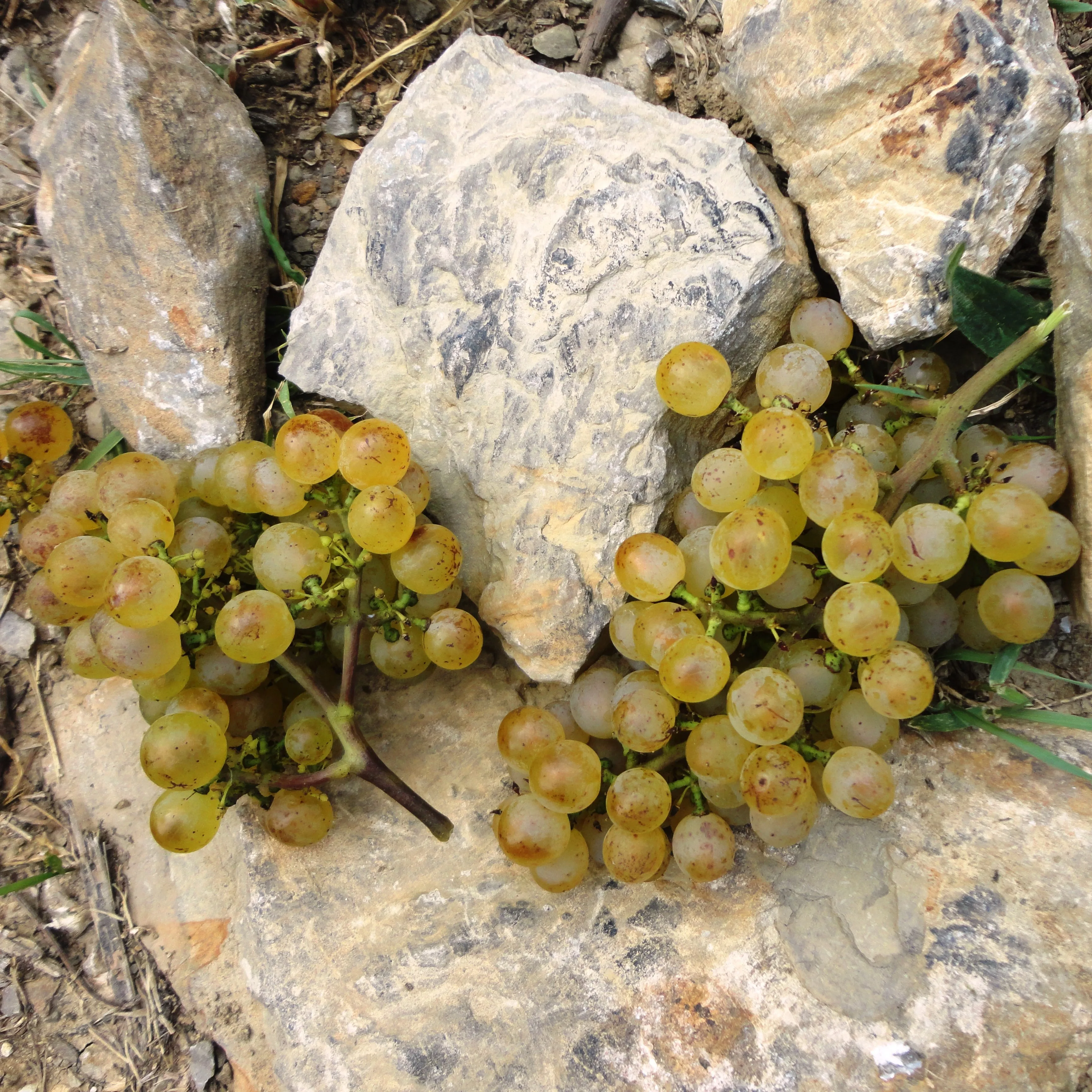 Vigna Petrussa Premium Quality Selection Italian Wine PICOLIT DESIDERIO PERLA NERA sweet wine for restaurant bar private horeca