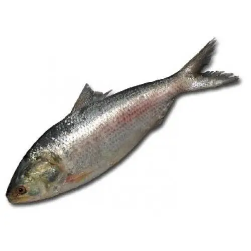 
Very delicious hilsa herring fish 