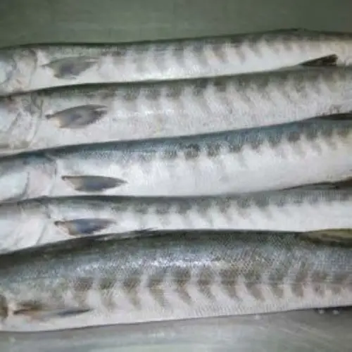 FROZEN BARRACUDA.jpg