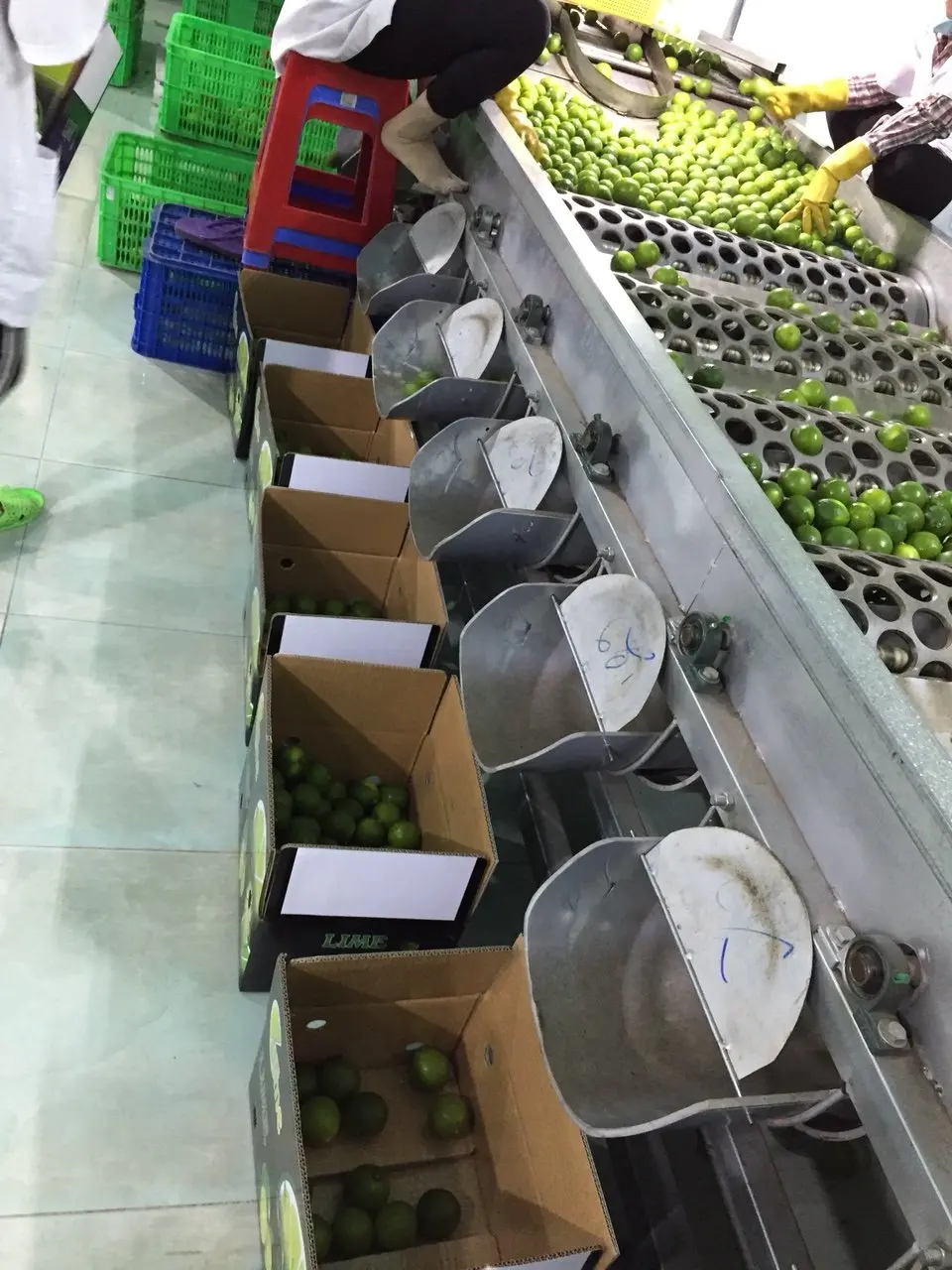 Fresh Seedless Lime/Lemon Vietnam Exporter (whatsapp +84966208131)