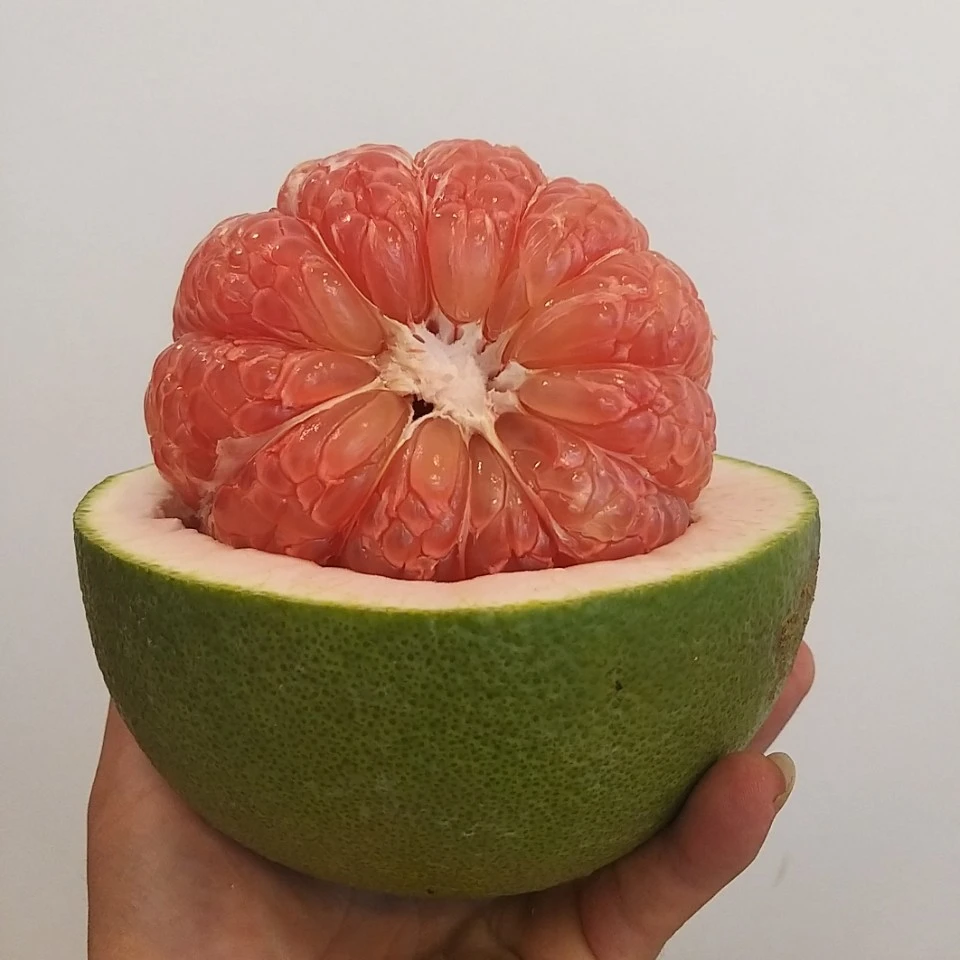 Grape fruit fresh  Pomelo New Fresh Pomelo Fruit