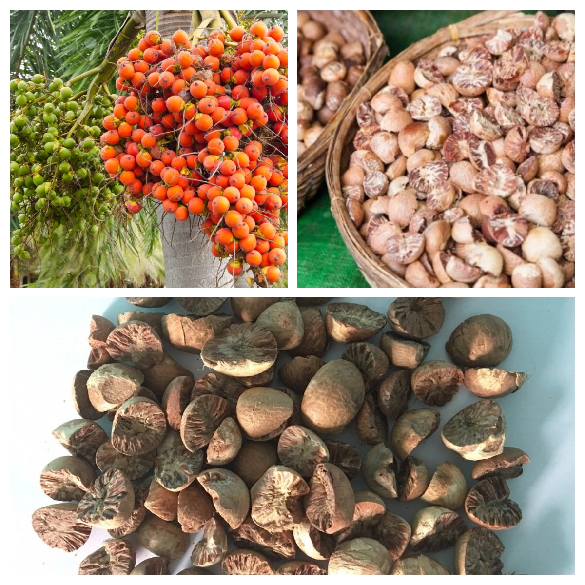 Высокое качество свежий betel с ограниченным количеством