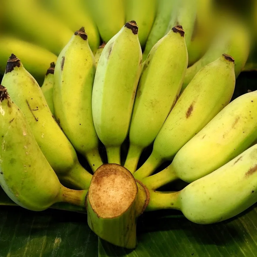 
Vietnam Pisang Awak Banana fresh fruit- Premium, high quality, clean farming, VietGap, prestige, attractive price 