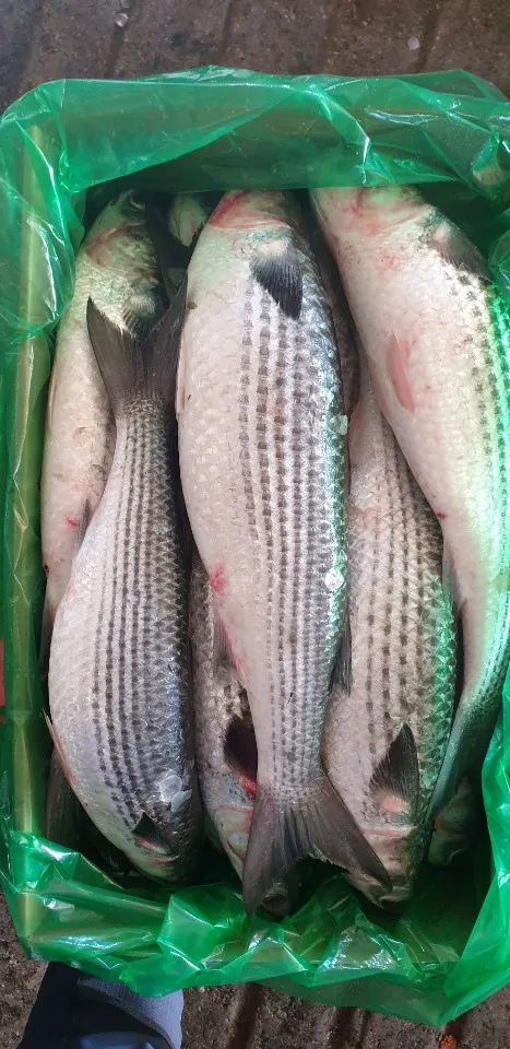 FROZEN GREY MULLET ( MUGIL CEPHALUS ) SEA FISH EXPORTERS SUPPLIERS TRADERS OF INDIA WITH BULK ORDER QUANTITY