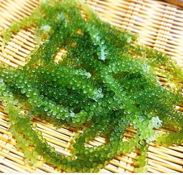  Дегидратированные морские виноградные водоросли высокого качества 100% натуральный из океана Вьетнам