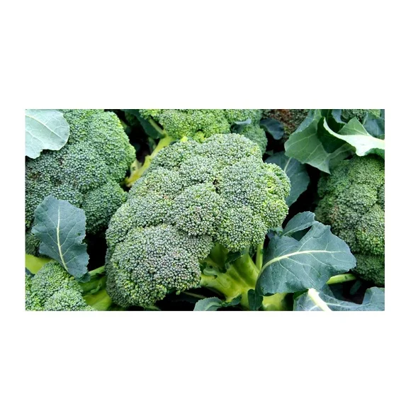 Available Bulk Stock Of Fresh Vegetables Broccoli At Lowest Prices