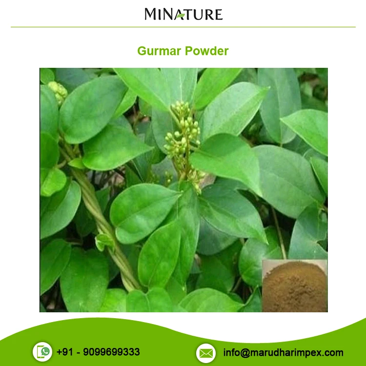 100% Natural and Pure Wholesale Selling Gymnema Sylvestre Extract Gurmar Powder