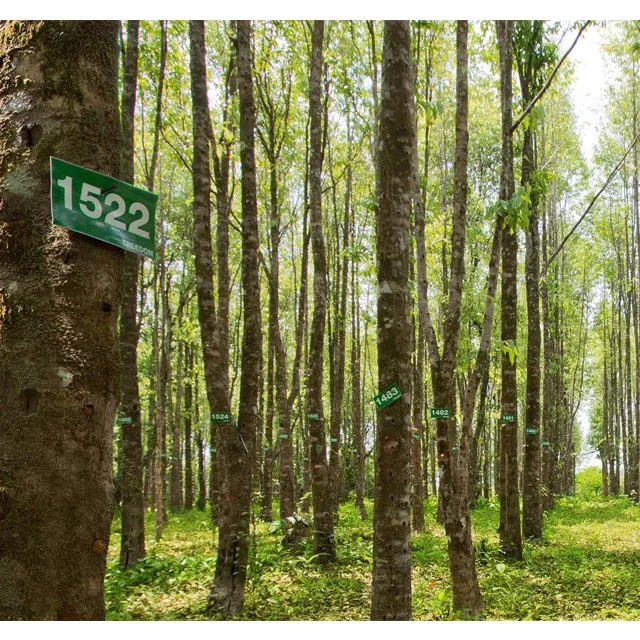 Best Seller 3ml AURA 100% Pure High Quality Agar Wood Oud Oudh Oil Trat Aroma Long Lasting Fragrance Perfume  from Thailand