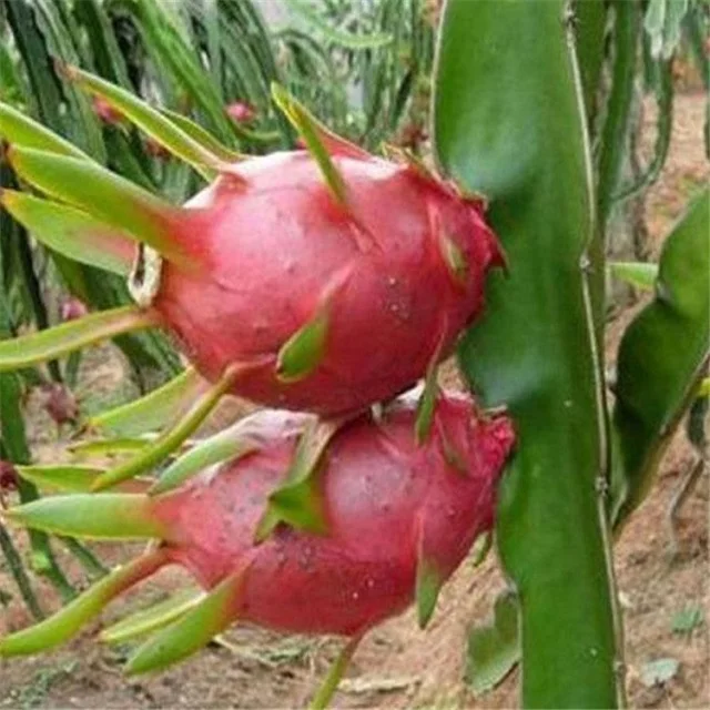 
The Top Cheap Price For White Dragon Fruit Shipping From Turkey Have Light Sweeten Taste 