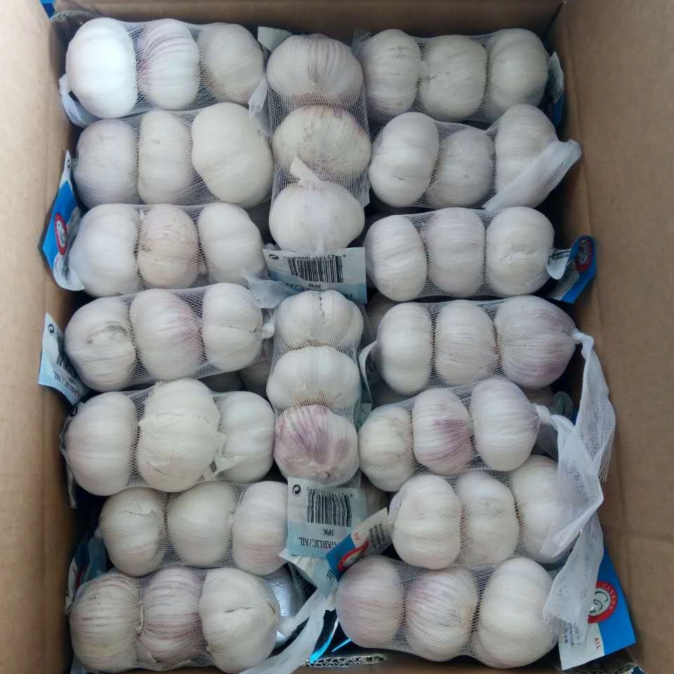 Wholesale Chinese new crop white fresh garlic price | New Arrival Fresh Garlic