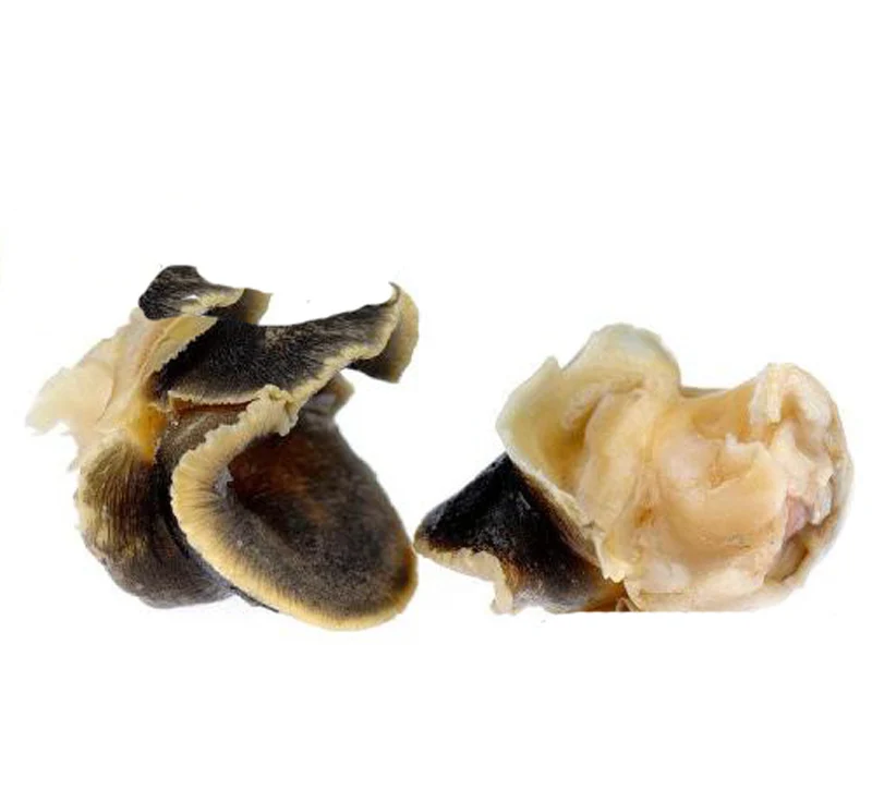 frozen better quality moon snail on sale