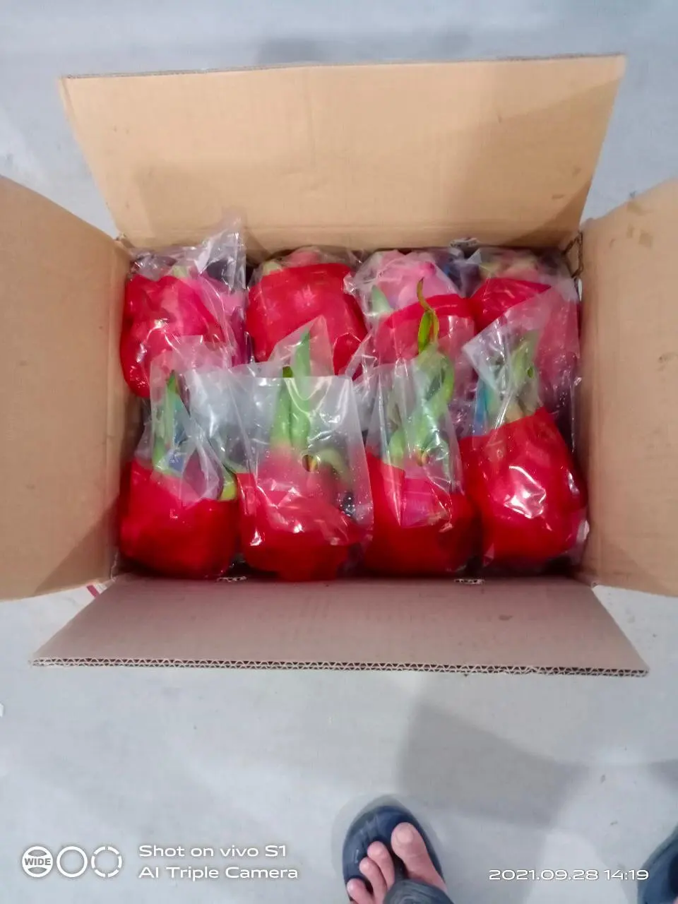 White Dragon Fruit from Vietnam/ Best price in the market