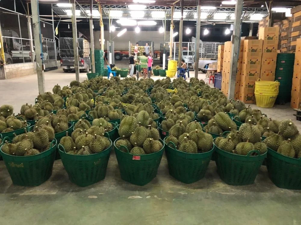 
Fresh Monthong Golden Pillow Durian Thailand 