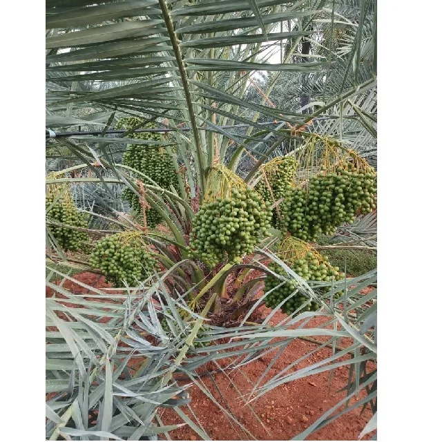 Phoenix sylvestris Indian date palm Tissue Culture exporters importers