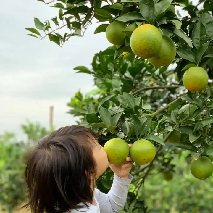 Fresh Orange Farm With The Succulent Sweet Quality