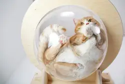 Настенный Прозрачный шезлонг для кошек «Toumey»