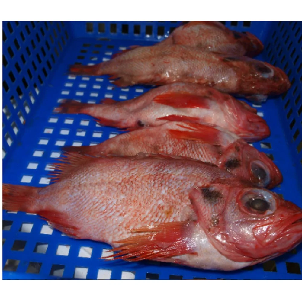  Морская красная
