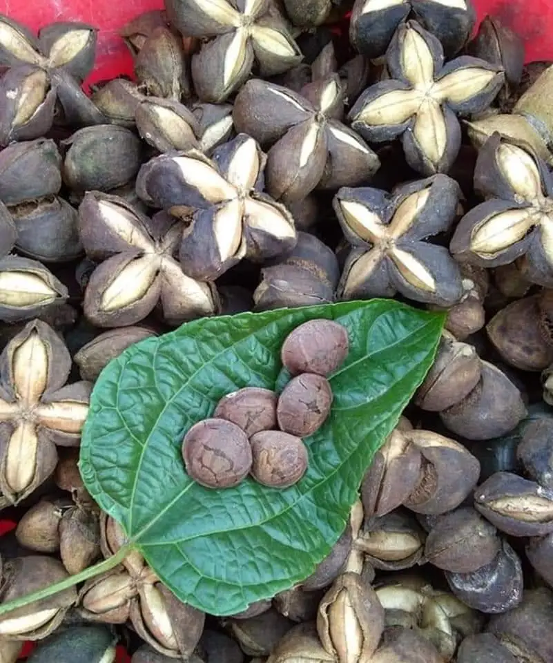 Жареные орехи, индийские вьетнамские белые орехи Sacha Inchi Plukenetia объемные из Вьетнама 0084947900124