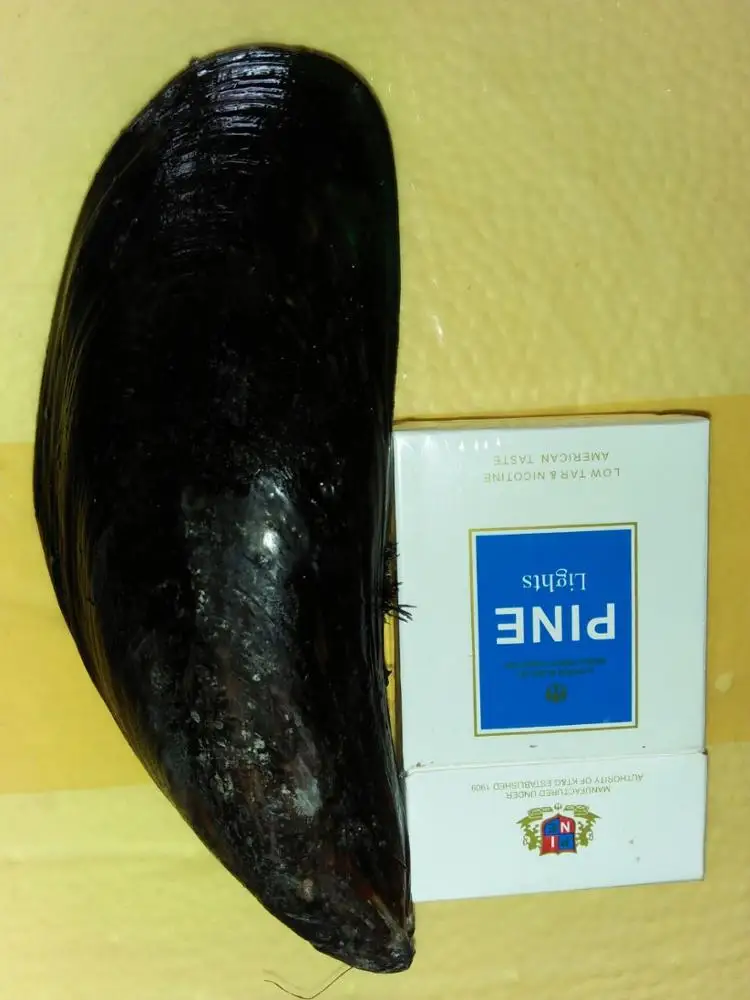 
Live Fresh Green Mussel - Export Green Mussel - Perna canaliculus 
