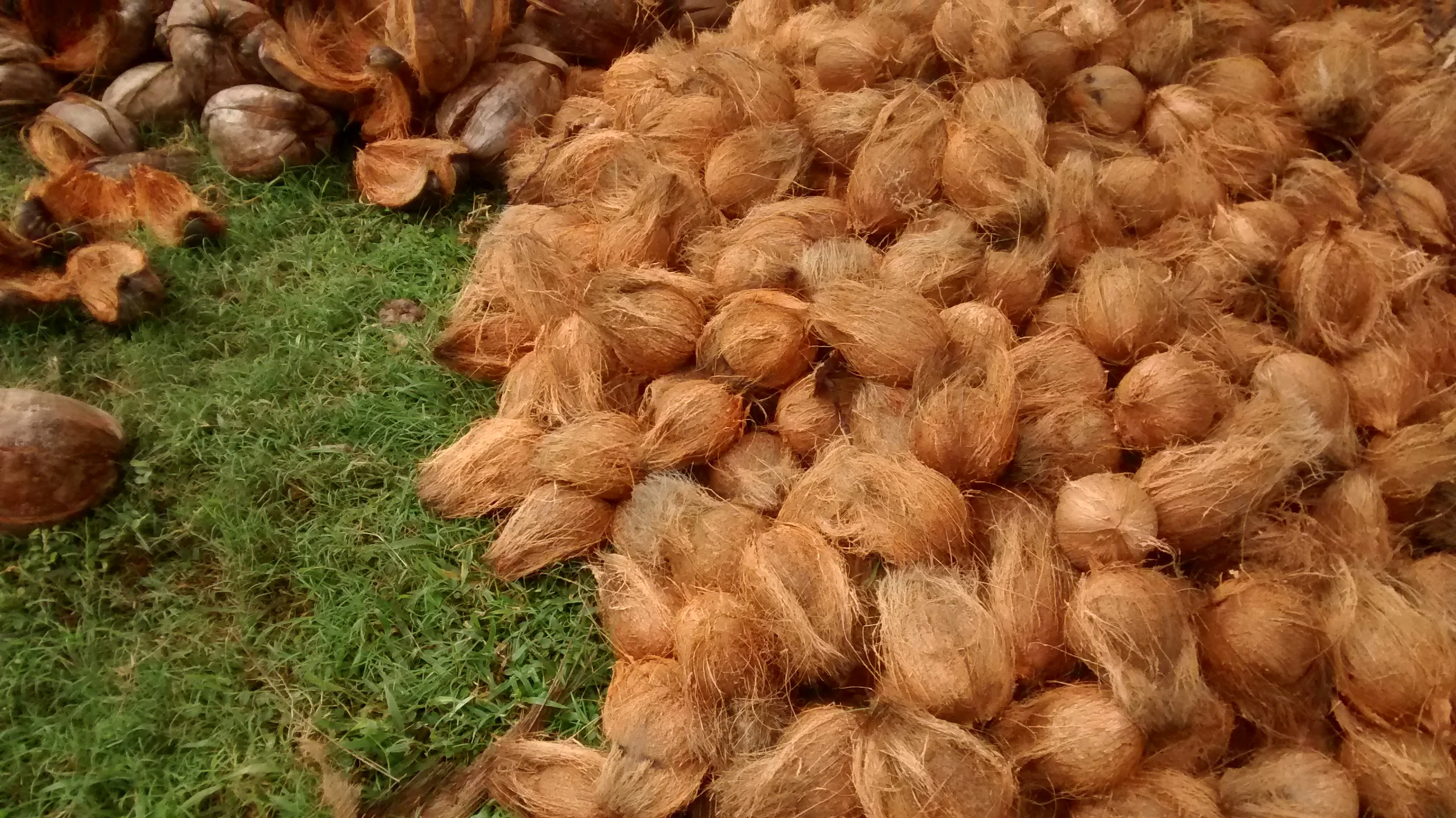 brazil nut / Coconut / semi husk coconut  we supply mature nuts  with regular packing and customised packing