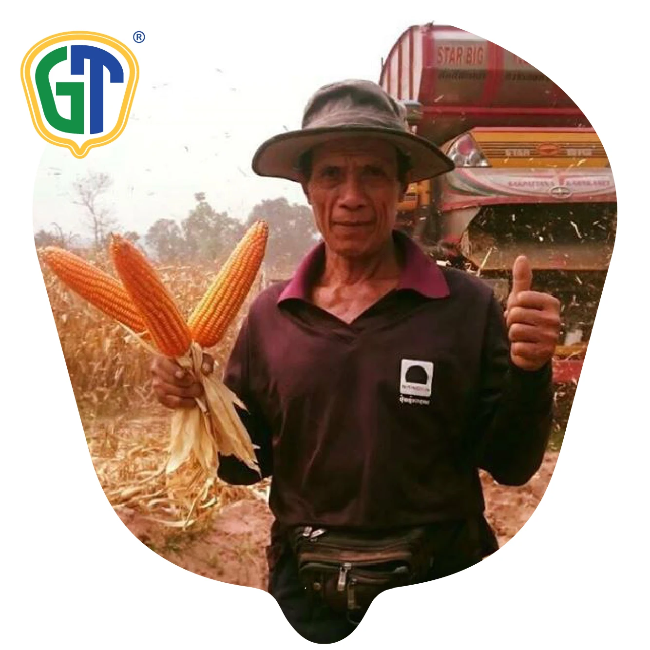 
52 Days Flowering 84-86% Shelling Orange Yellow Kernel Color Medium Size Hybrid Corn Seeds 