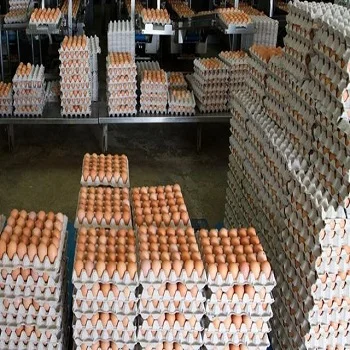  Свежие куриные яйца для фермы на продажу
