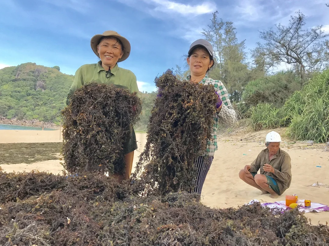  Сушеные водоросли саргассум по хорошей цене