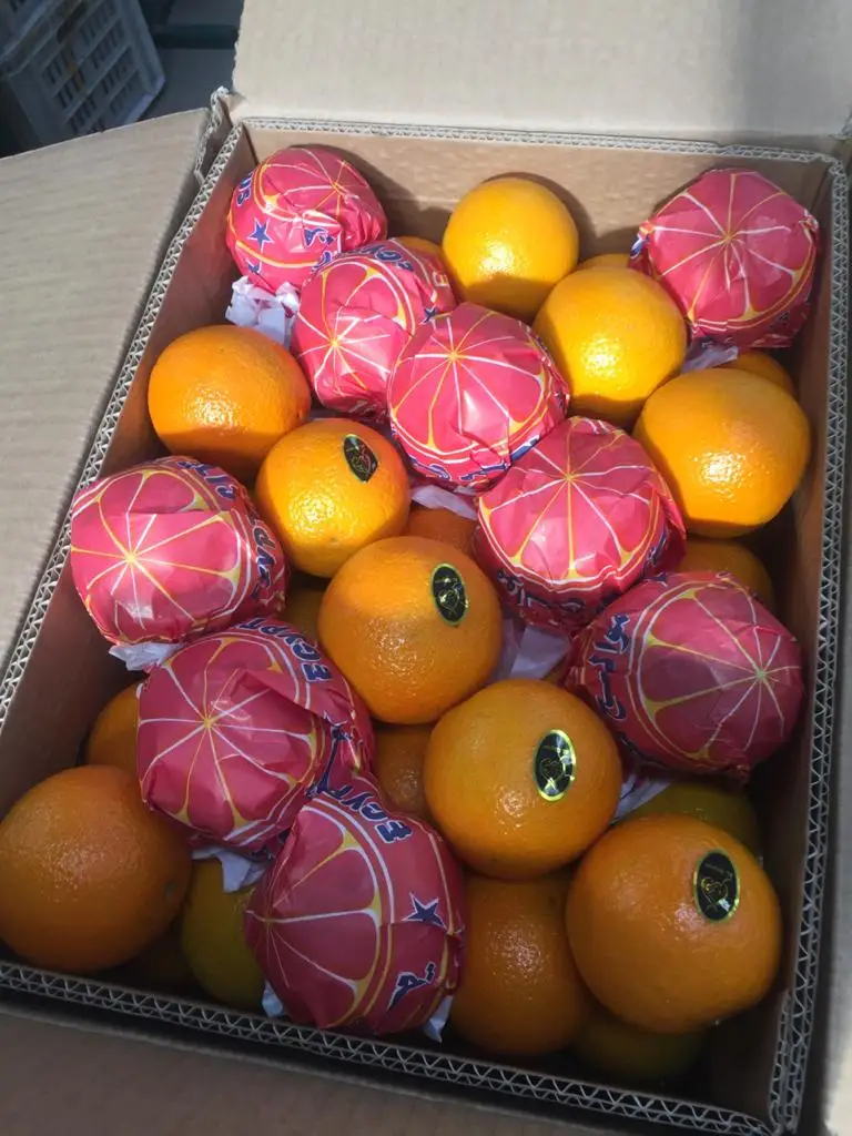 Premium quality Egyptian fresh Healthy Natural Baladi Orange 15 kg Carton box  for juices