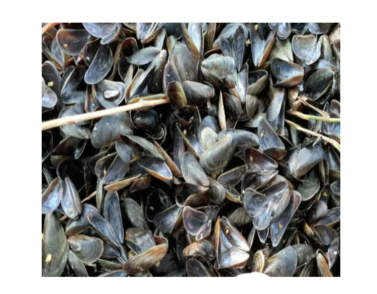 Лидер продаж вьетнамская ракушка из морских ракушек Murex Openculum