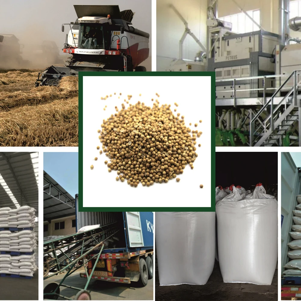 Hiqh quality pure coriander seeds wholesale prices, in stock