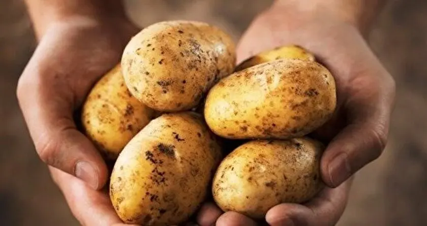 HIGH QUALITY Fresh Potatoes  - TURKEY (Antalya) 2022
