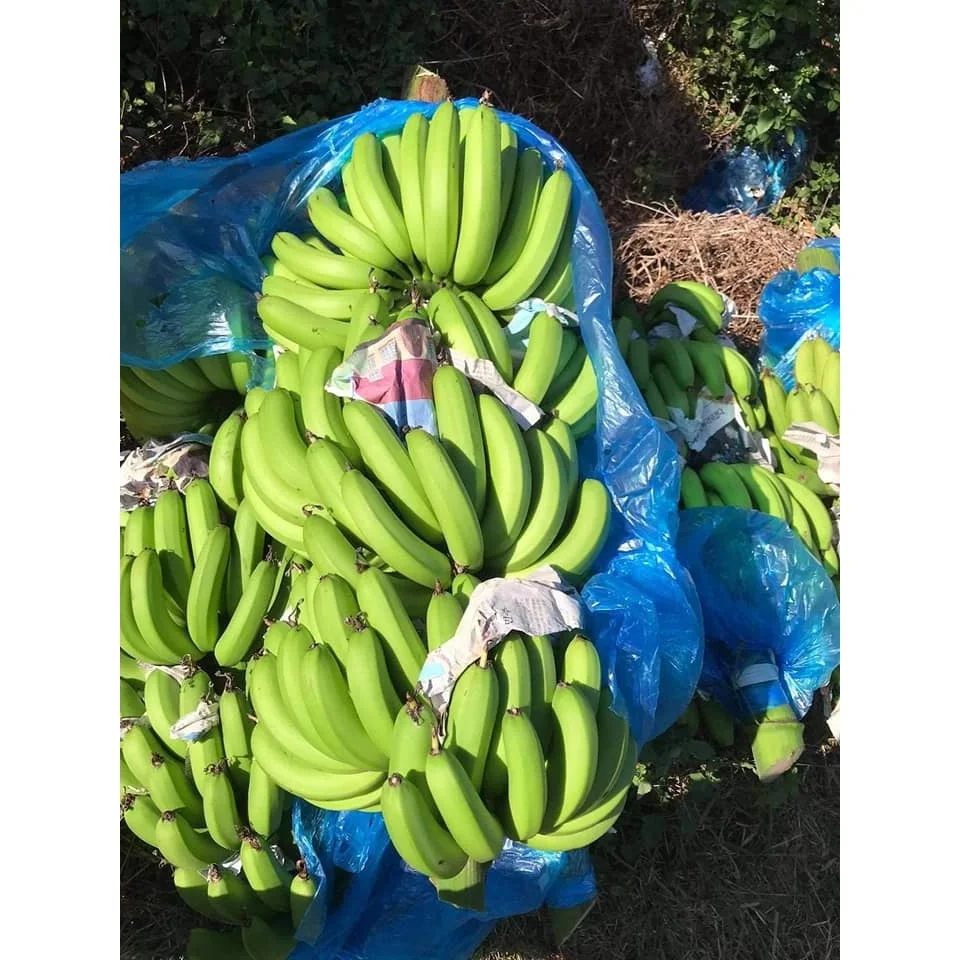 Viet Nam Supplier Organic VIETGAP Certification Green Fresh Cavendish Banana Fruit From